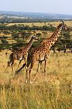 TANZANIA - Serengeti National Park - Lobo - 19